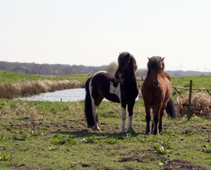 Die beiden Verkaufspferde Faxi und Skeggur