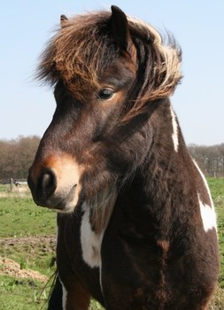Ein lieber Kerl