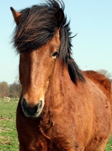 Knapp 4-jähriger Skeggur