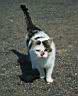 Katze Minka